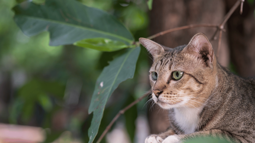 Amerikanische Kurzhaar Katze