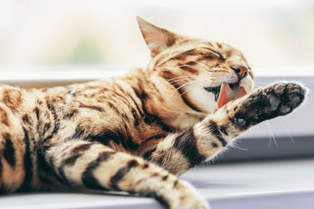 Bengal Katze wäscht sich