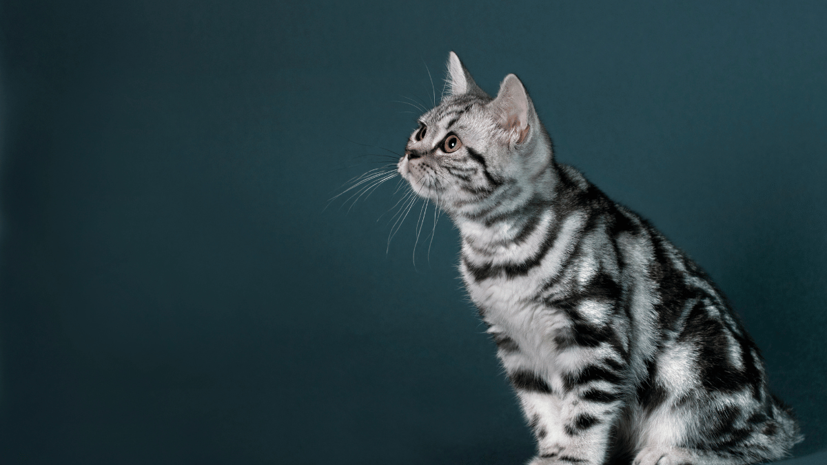 Britisch Kurzhaar Katze