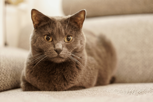 Chartreux katze im Porträt