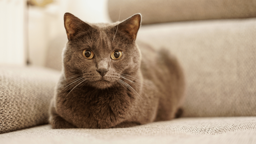 Chartreux katze im Porträt