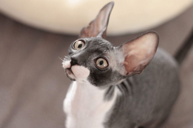 Cornish Rex Porträt