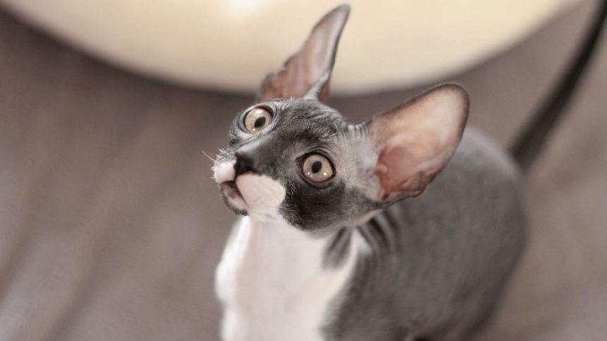Cornish Rex Porträt