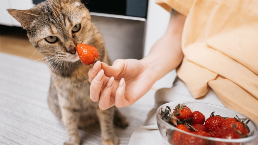 Dürfen Katzen Erdbeere essen