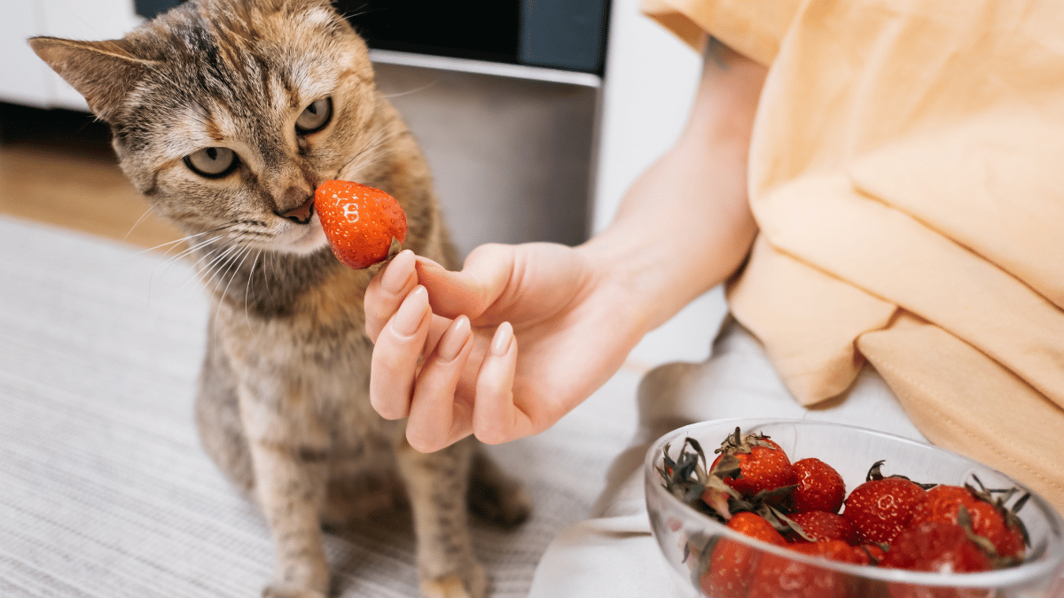 Dürfen Katzen Erdbeere essen