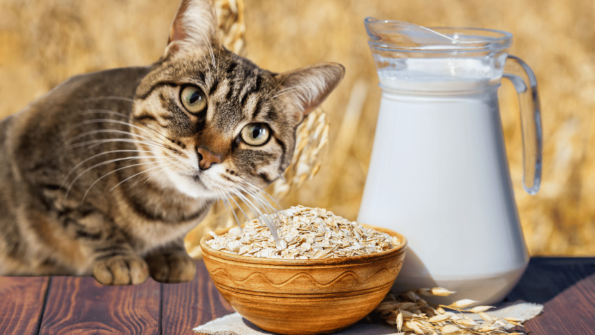 Dürfen Katzen Hafermilch trinken