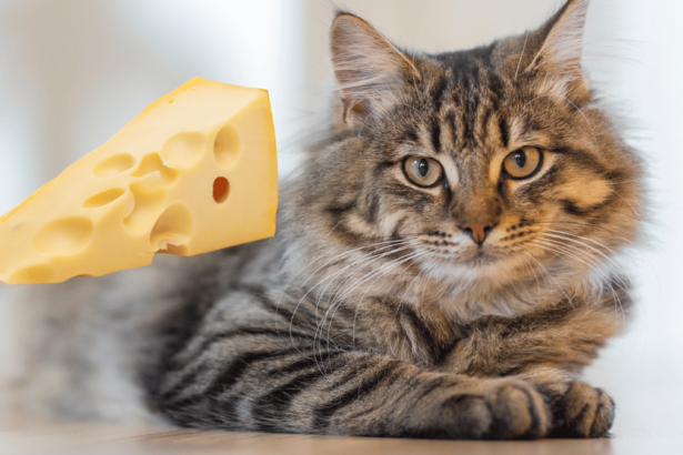 Dürfen Katzen Käse essen