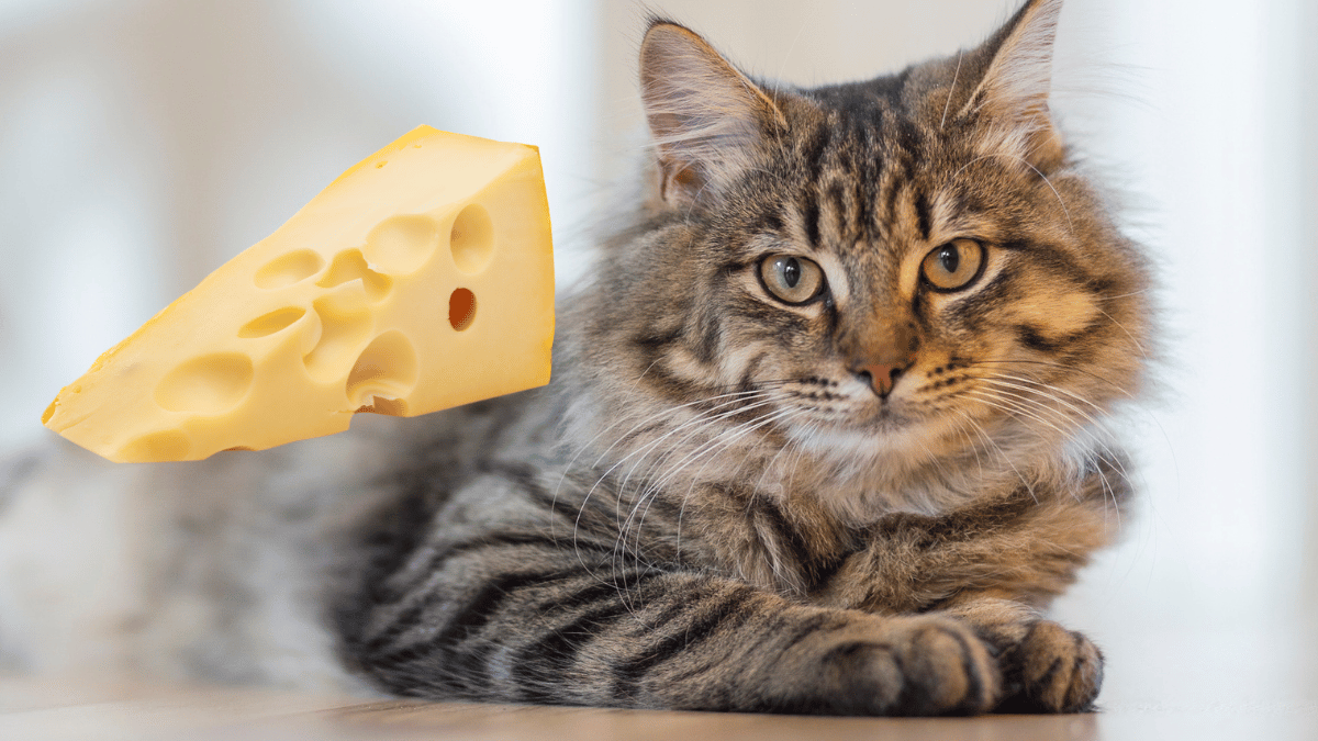 Dürfen Katzen Käse essen