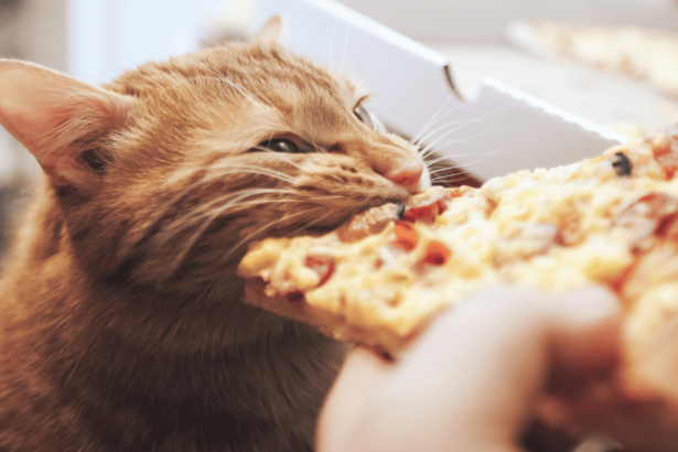 Dürfen Katzen Pizza essen katze isst pizza