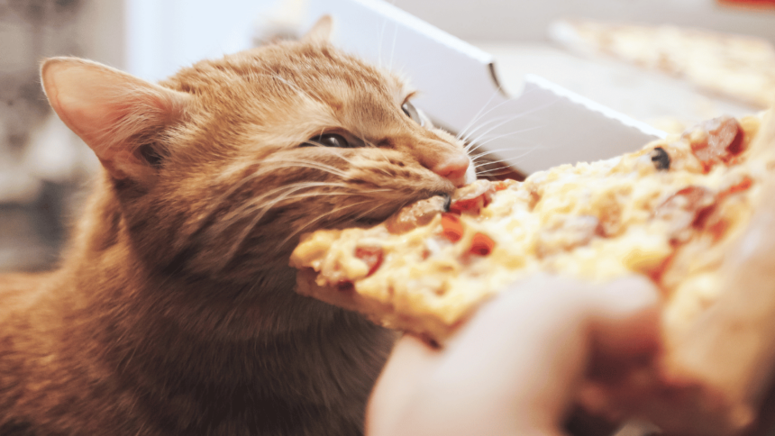 Dürfen Katzen Pizza essen katze isst pizza
