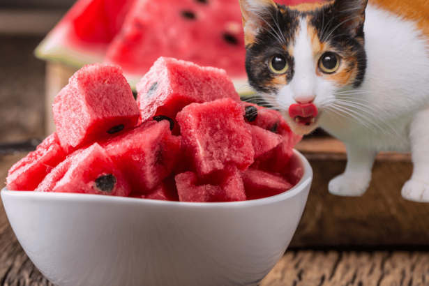 Dürfen Katzen Wassermelone essen
