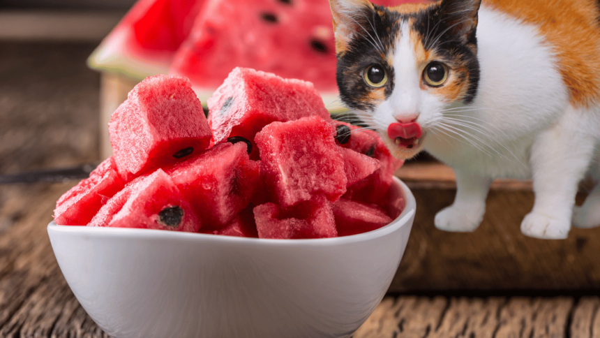 Dürfen Katzen Wassermelone essen