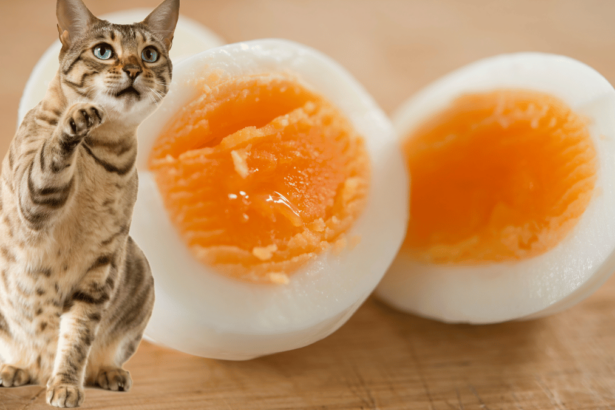 Dürfen Katzen gekochtes Ei essen?