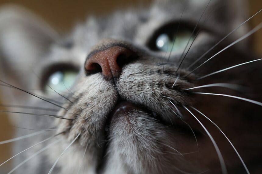 Photo Cat teeth